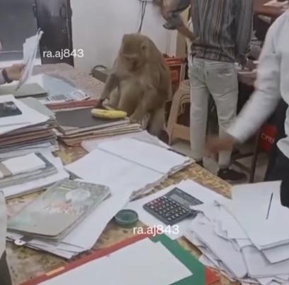 一名職員試圖用香蕉吸引馬騮的目光,但牠完全不為所動撥到地上。(IG)