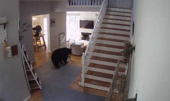 黑熊先是在屋子內閒晃,在不同房間穿梭。(IG)