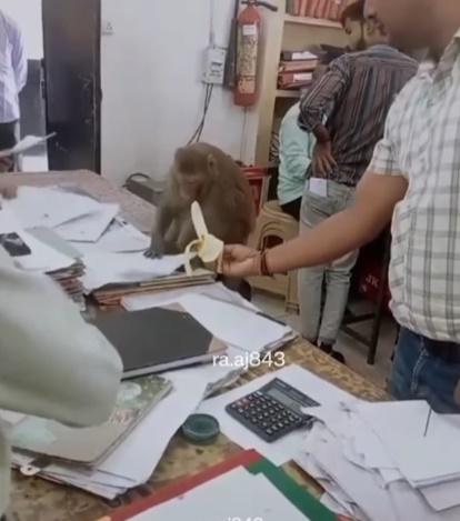 職員索性將香蕉去皮再遞給馬騮,詎料馬騮將香蕉扭斷掉到地上。(IG)