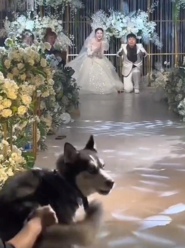 二哈竟走到一半突然縮沙調頭就跑,幸好被後方的親友截停。(微博)