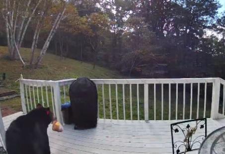 黑熊用後腿站立打開冷凍櫃,用口將裡面一袋千層麵擔出來,並從窗戶離開。(IG)