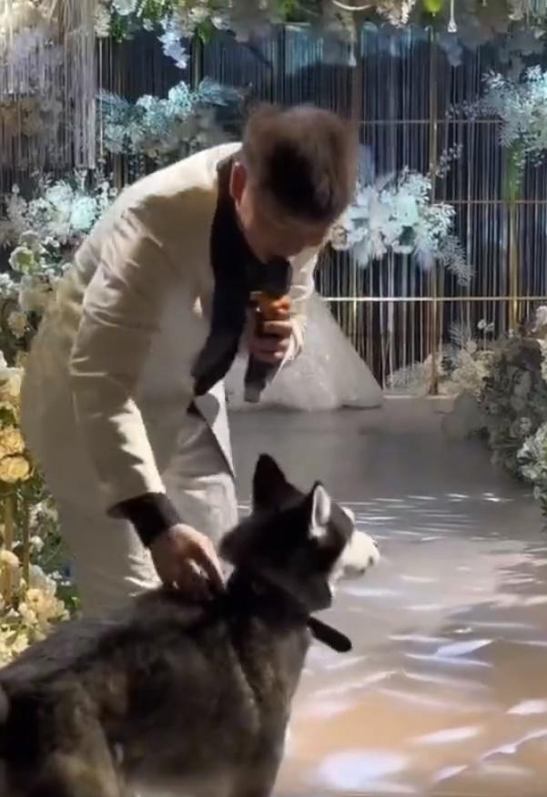 最後,新郎親自過去把愛犬帶到舞台中央。(微博)