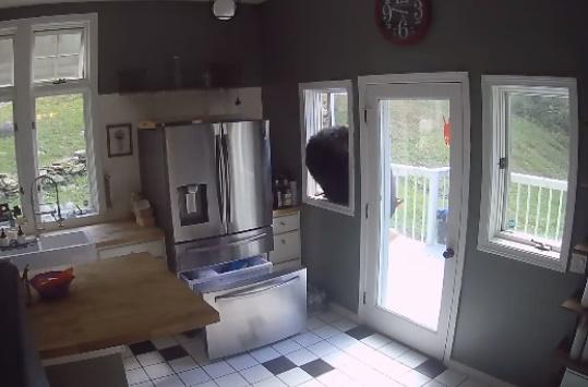 黑熊用後腿站立打開冷凍櫃,用口將裡面一袋千層麵擔出來,並從窗戶離開。(IG)