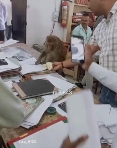 職員索性將香蕉去皮再遞給馬騮,詎料馬騮將香蕉扭斷掉到地上。(IG)