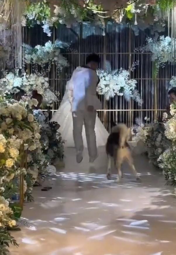 最後,新郎親自過去把愛犬帶到舞台中央。(微博)