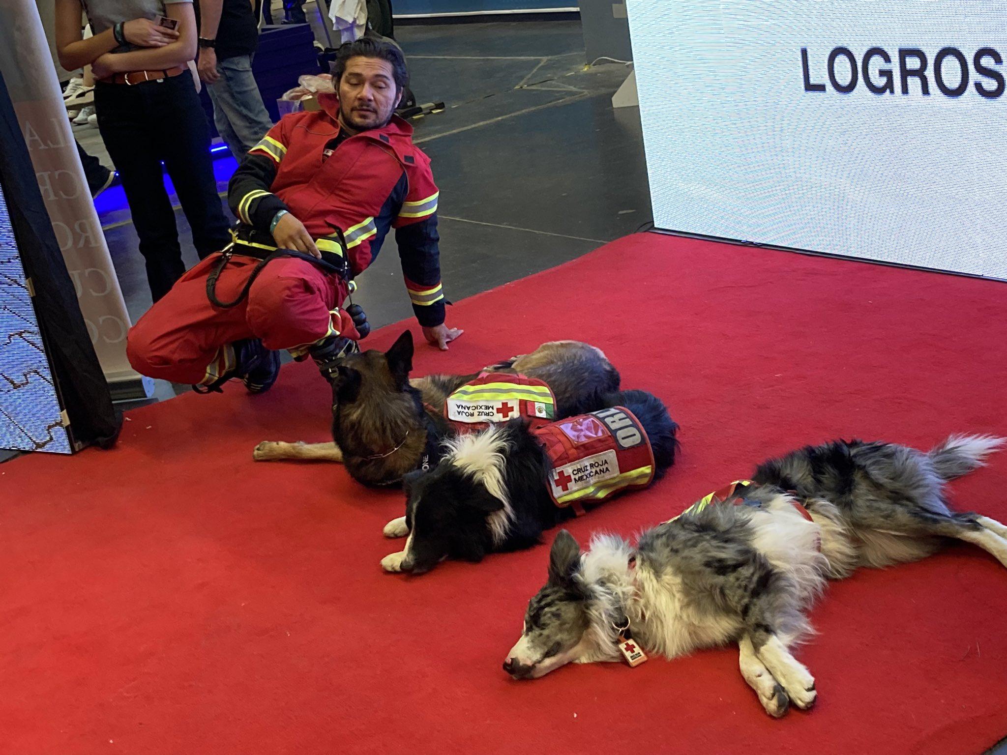 原來牠們正是墨西哥赫赫有名的紅十字會搜救犬Rex、Balam和Orly。(X)