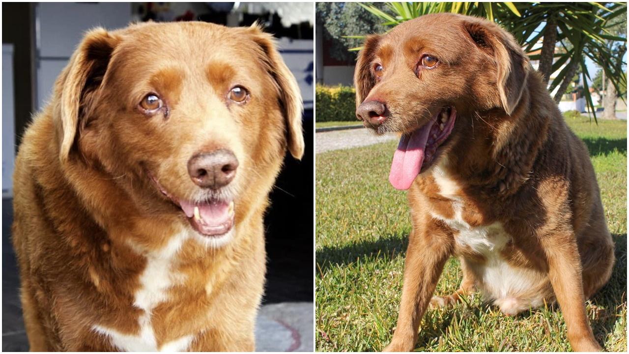 全球最長壽狗狗Bobi離世終年31歲,相當於人類217歲。(X)