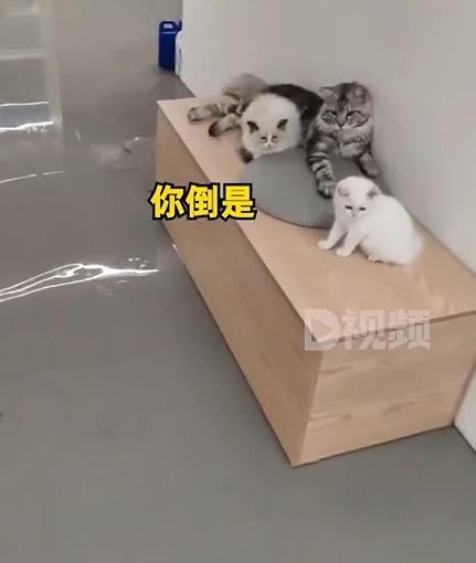 貓咪狗狗都嚇到瑟縮在椅桌上不敢動彈。(微博)