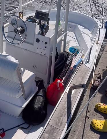 「奇蹟」在船上似乎已筋疲力竭,靜靜地趴在甲板上休息。(IG)