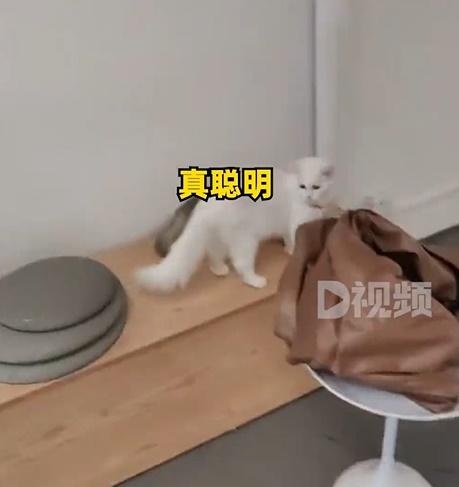 貓咪狗狗都嚇到瑟縮在椅桌上不敢動彈。(微博)