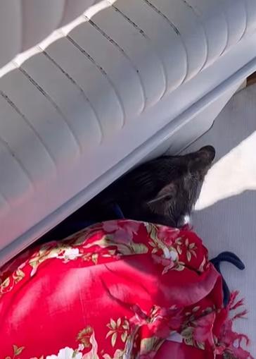 「奇蹟」在船上似乎已筋疲力竭,靜靜地趴在甲板上休息。(IG)