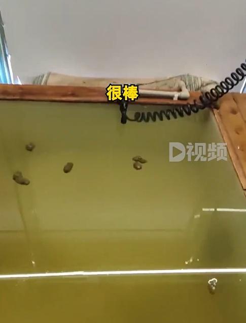 原來是水池的水龍頭被咬開,導致水滿後水淹舖頭。(微博)