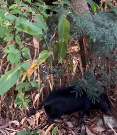 牠一下子就跑進叢林消失在眾人眼前。(IG)