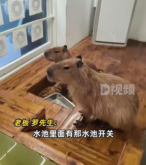 翻看CCTV發現是店中相當受歡迎的水豚所為,令老闆大跌眼鏡。(微博)