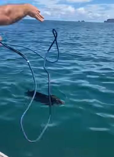 他們將繩子打結,拋了好幾次終於套在豬仔的肚子,慢慢將牠拉到船上休息。(IG)