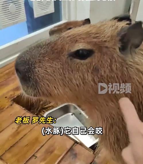 老闆不禁要去一「讚」牠很棒。(微博)