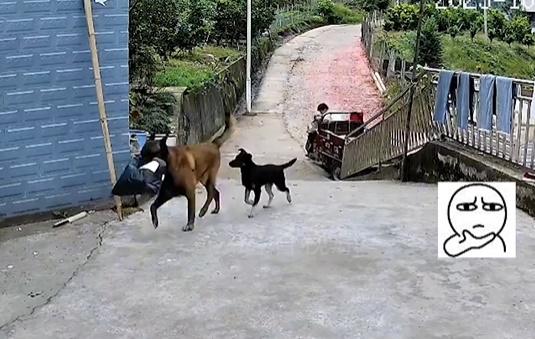 其中一隻黃色唐狗立即衝落家門外斜路到速遞員身邊,張口就叼走一袋包裹,奔奔跳地跑回家去。(微博)