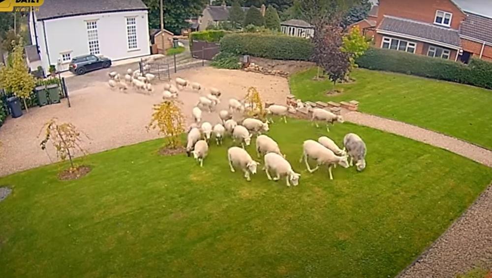 這些羊浩浩蕩蕩地在他家園吃草。(YouTube)