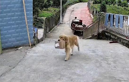 另一隻黃色唐狗飛奔過去,叼走一個紙箱回家。速遞員亦隨之離開。(微博)