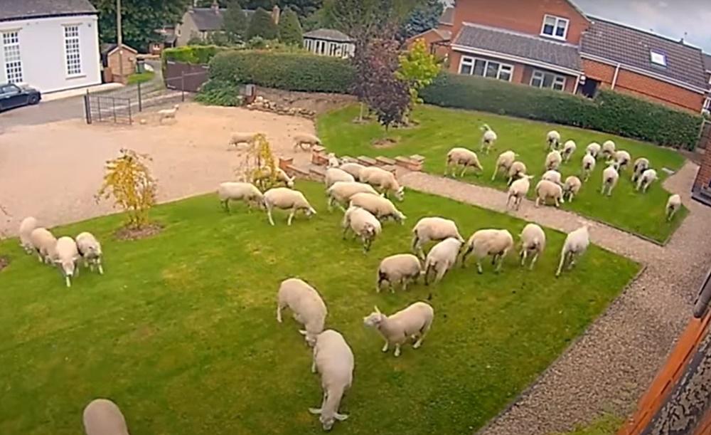 Craig將錄下的CCTV片段分享到網路,吸引不少網民觀看討論。(YouTube)