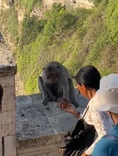 女子見狀又掏出一個啡色類似山竹的食物。(X)