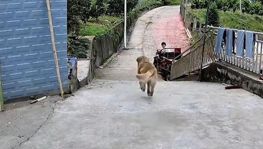 另一隻黃色唐狗飛奔過去,叼走一個紙箱回家。速遞員亦隨之離開。(微博)