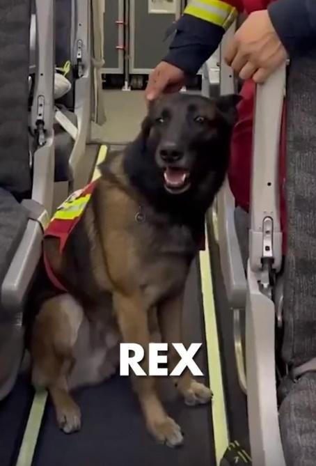 Rex。(資料圖片)