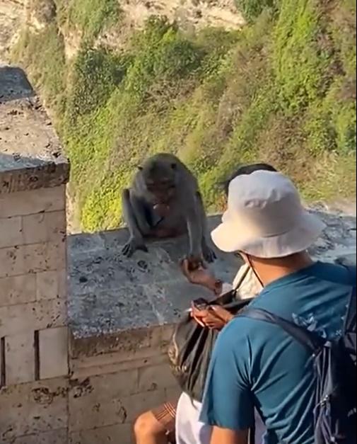 馬騮收取後將食物咬著,再空出手來要求加碼,在收到第二件食物才把手機丟下。(X)