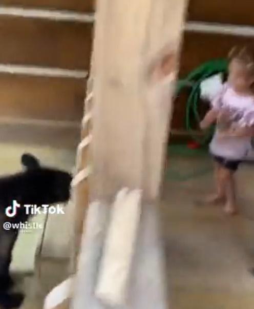 美國德州一個小女孩在家門外看到一隻還沒成年的小黑熊,好奇地靠過去。(X)