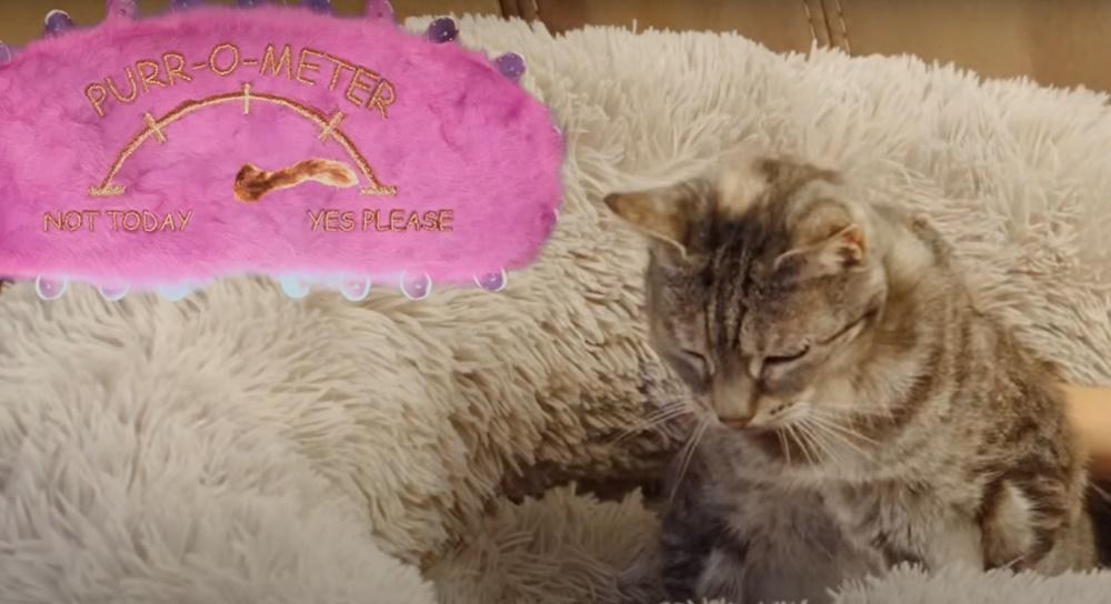 慶幸牠吃過最愛的食物後,就立刻在床上放聲呼嚕。(YouTube)