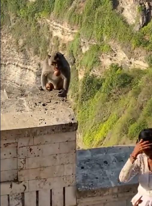 馬騮拿著食物走開。(X)