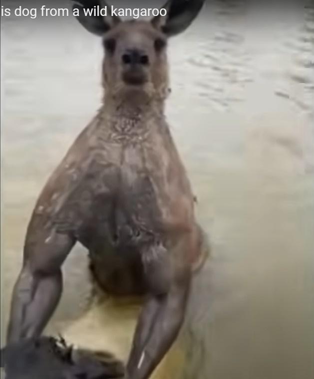 袋鼠隻手正掐著Hatchi的頸,令牠險些窒息。(YouTube)