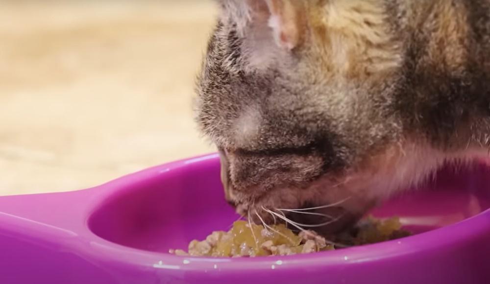 慶幸牠吃過最愛的食物後,就立刻在床上放聲呼嚕。(YouTube)