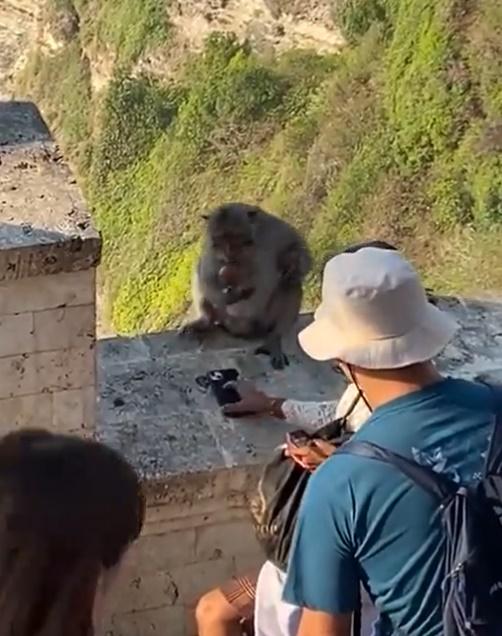 馬騮收取後將食物咬著,再空出手來要求加碼,在收到第二件食物才把手機丟下。(X)