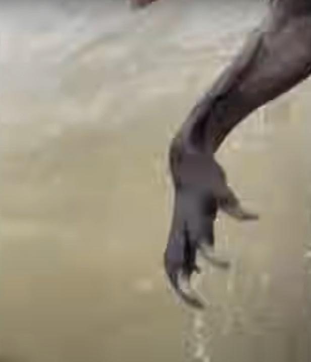 鏡頭靠近袋鼠,袋鼠揮拳打中Mick,手機掉入水裡。(YouTube)