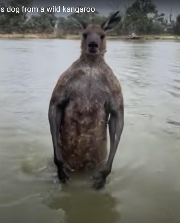 Hatchi就在混亂間逃脫了,Mick在水裡找回手機,就連忙離開。(YouTube)