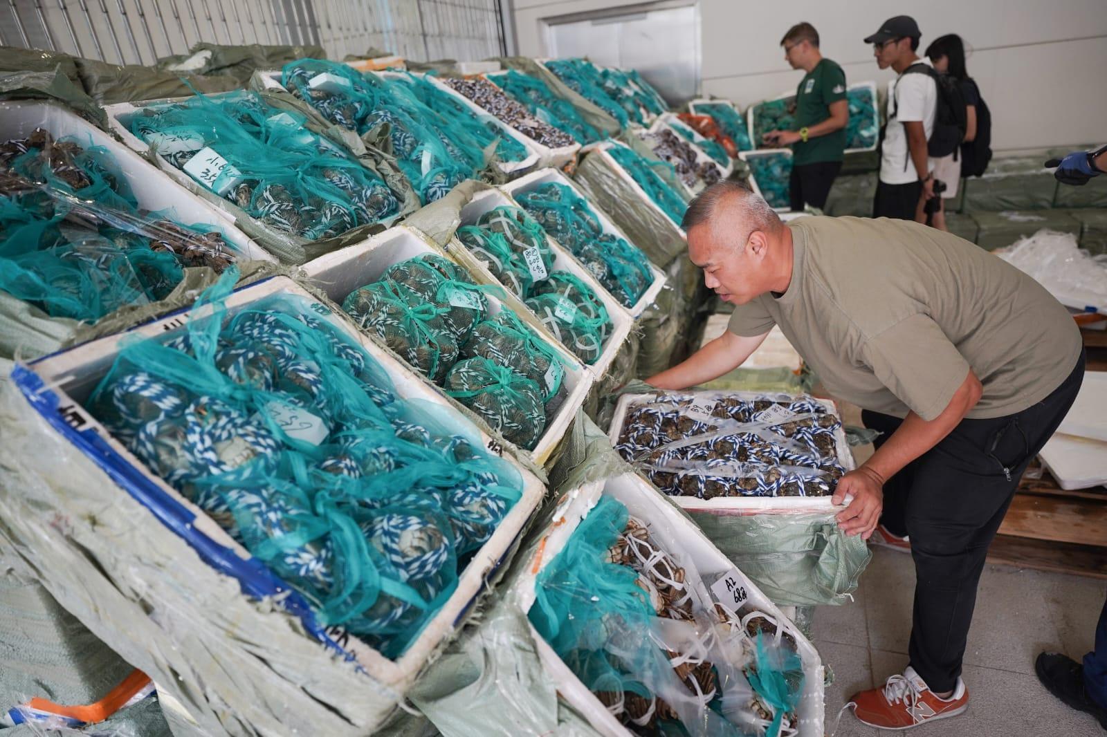 海關在行動中檢獲4.8萬隻走私大閘蟹。(李睿哲攝)