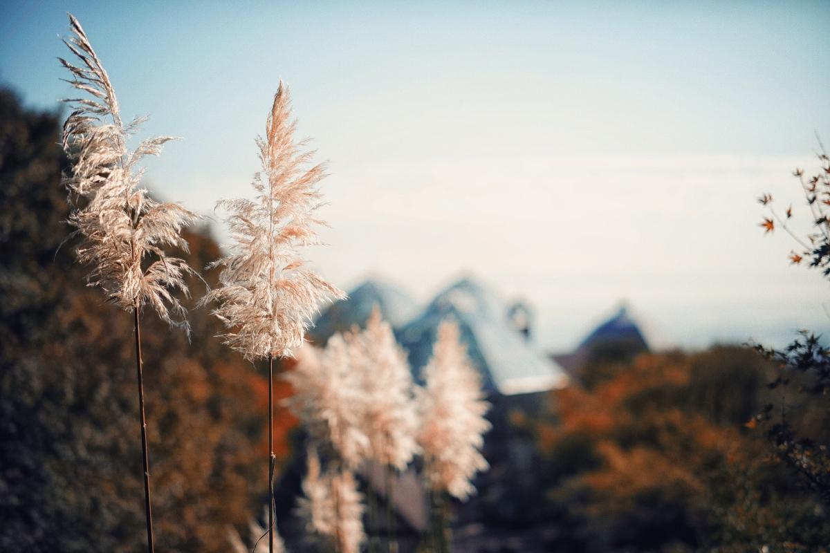 11月尾來到神戸布引香草園可以欣賞到十分浪漫的芒草。(圖片來源:PR TIMES)