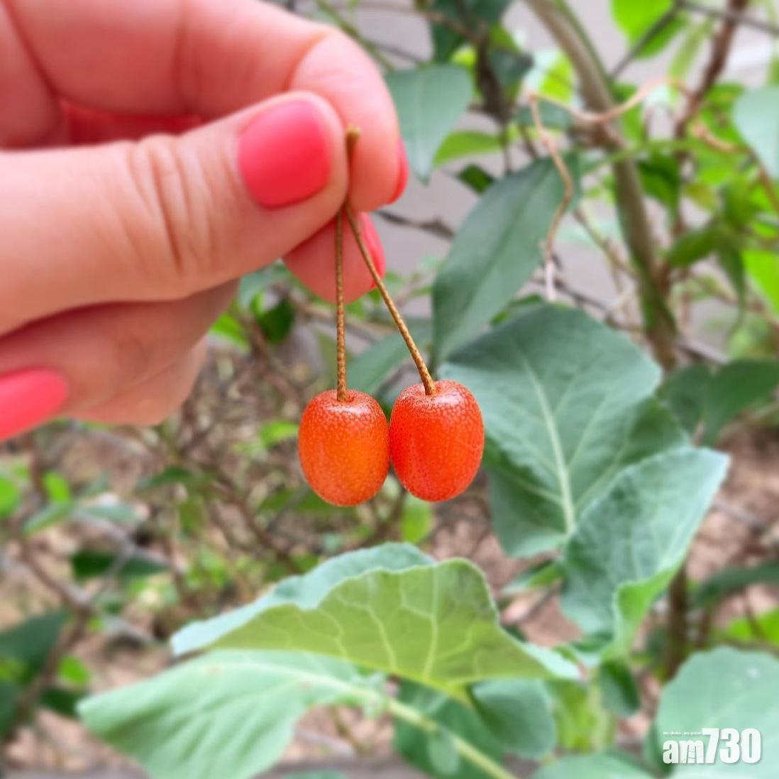 重陽節習俗|茱萸的外表與車厘子有些許相似。