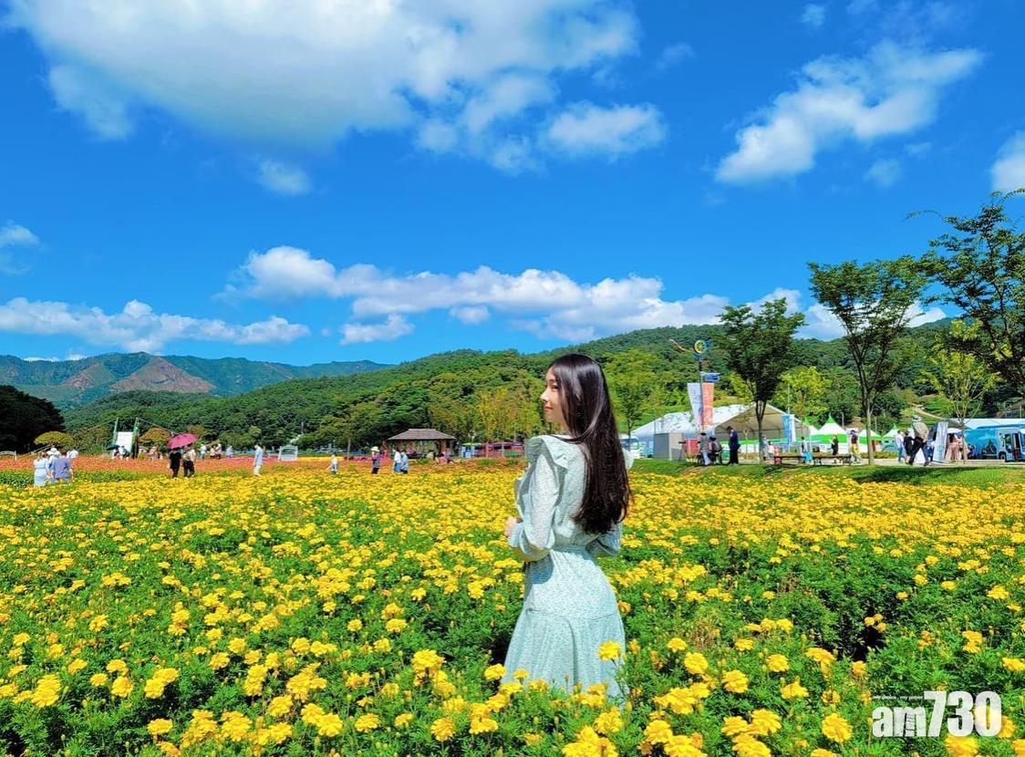 重陽節習俗|秋天適宜賞菊。