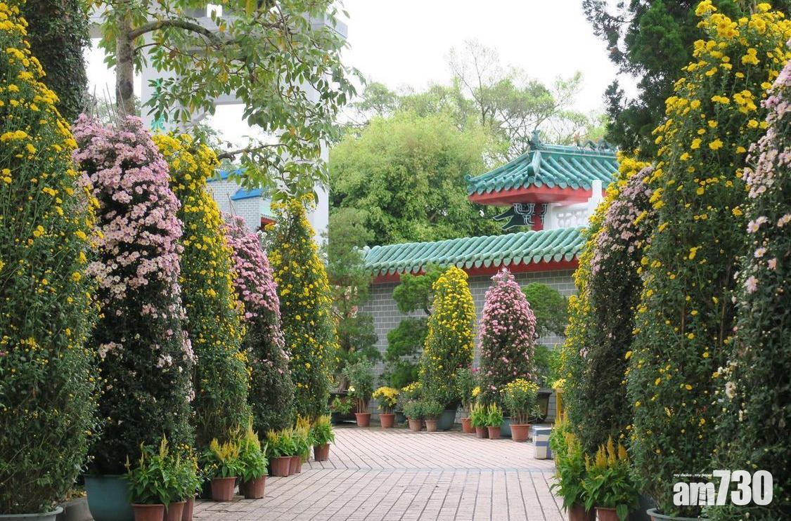 重陽節習俗|在雲泉仙館可以欣賞到菊花。