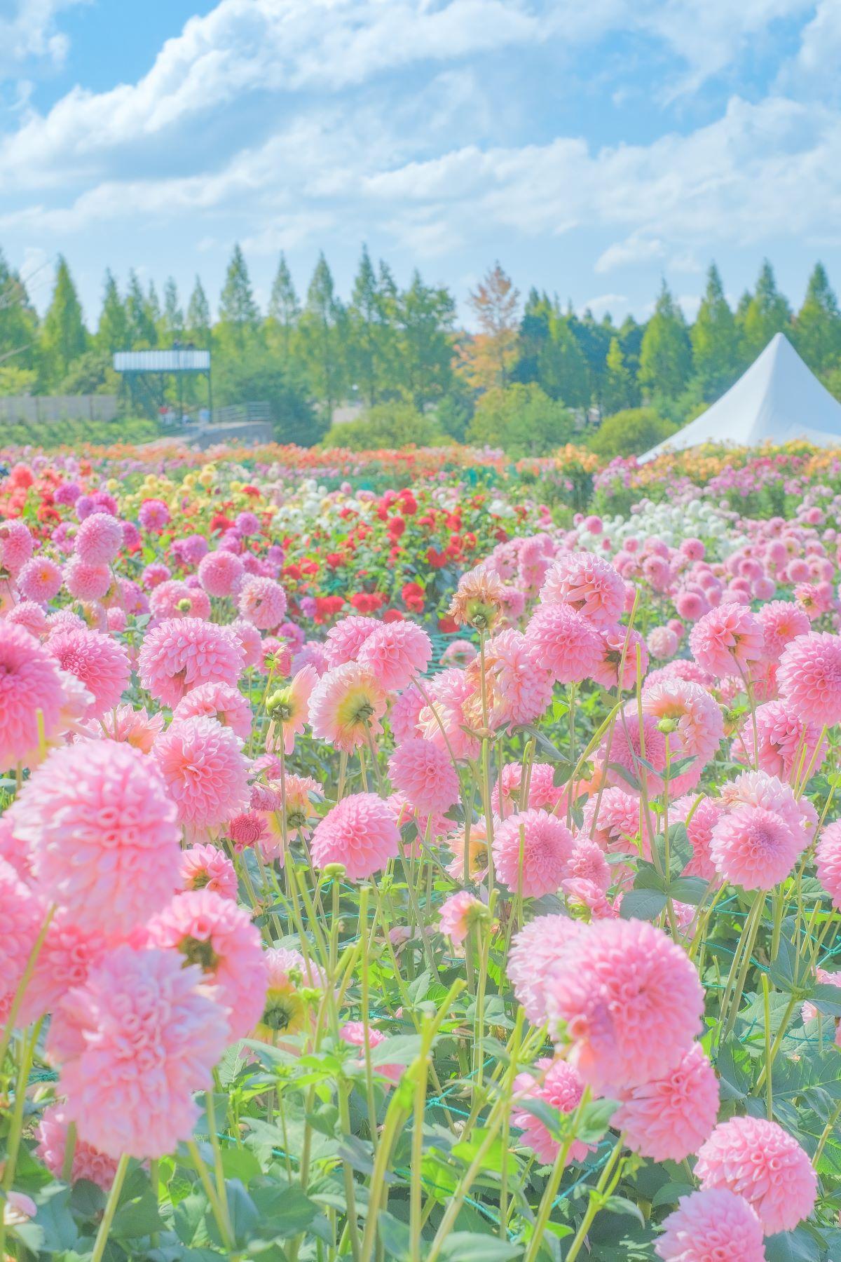 關西景點,秋季的世羅高原農場可以看到550個品種、共7,500株的大理花及約13,000株的盆菊。(圖片來源:世羅高原農場)