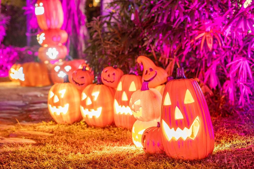 「盞鬼」南瓜森林