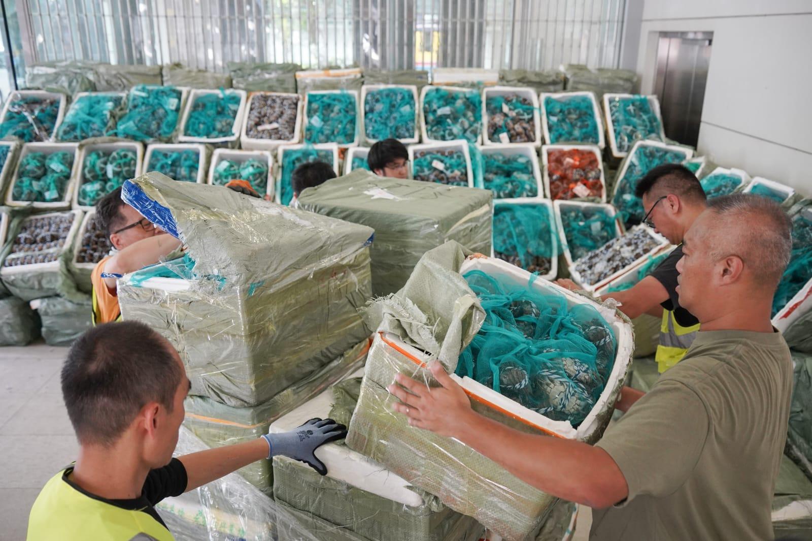 海關在行動中檢獲4.8萬隻走私大閘蟹。(李睿哲攝)