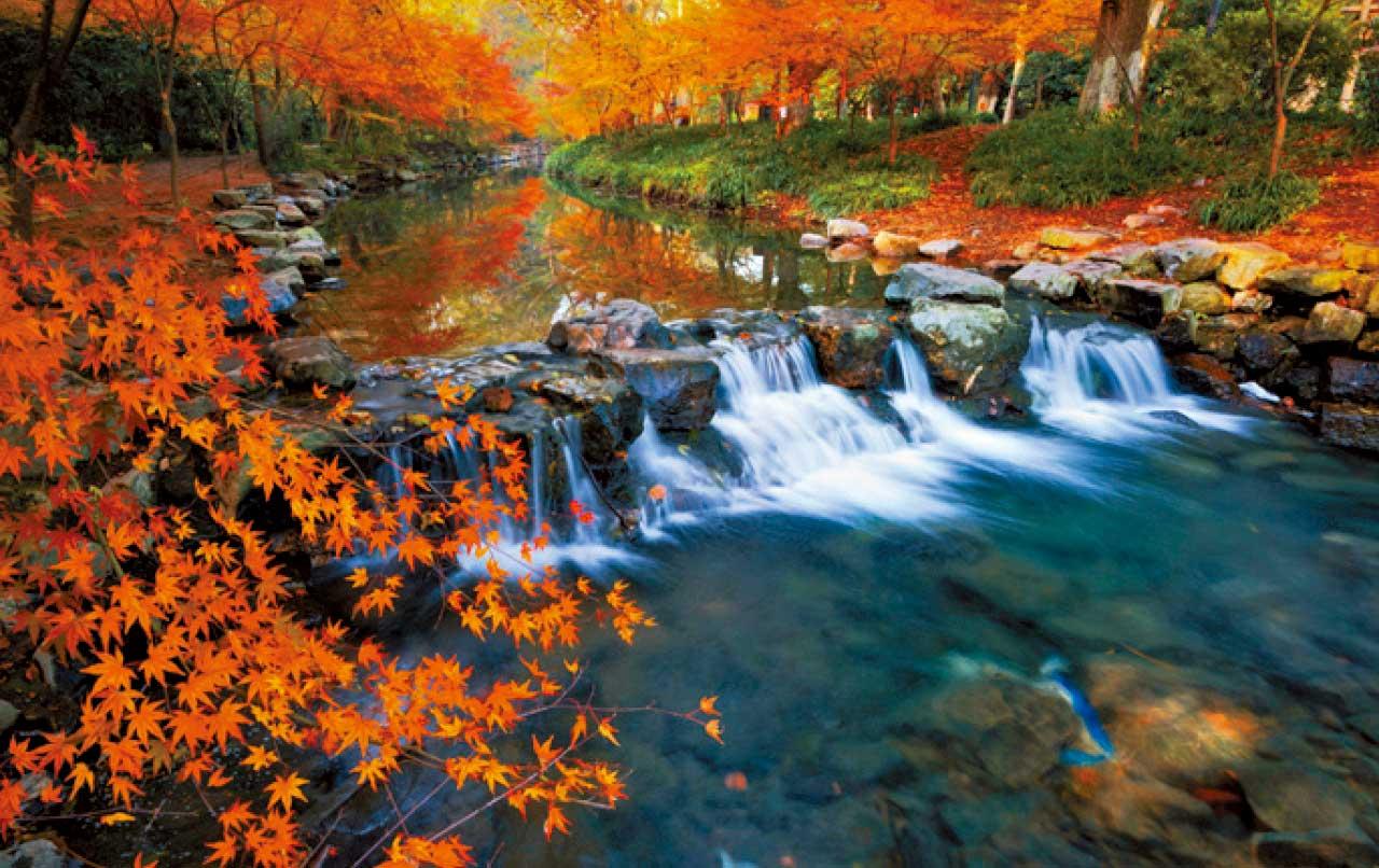 秋日賞楓之旅特輯