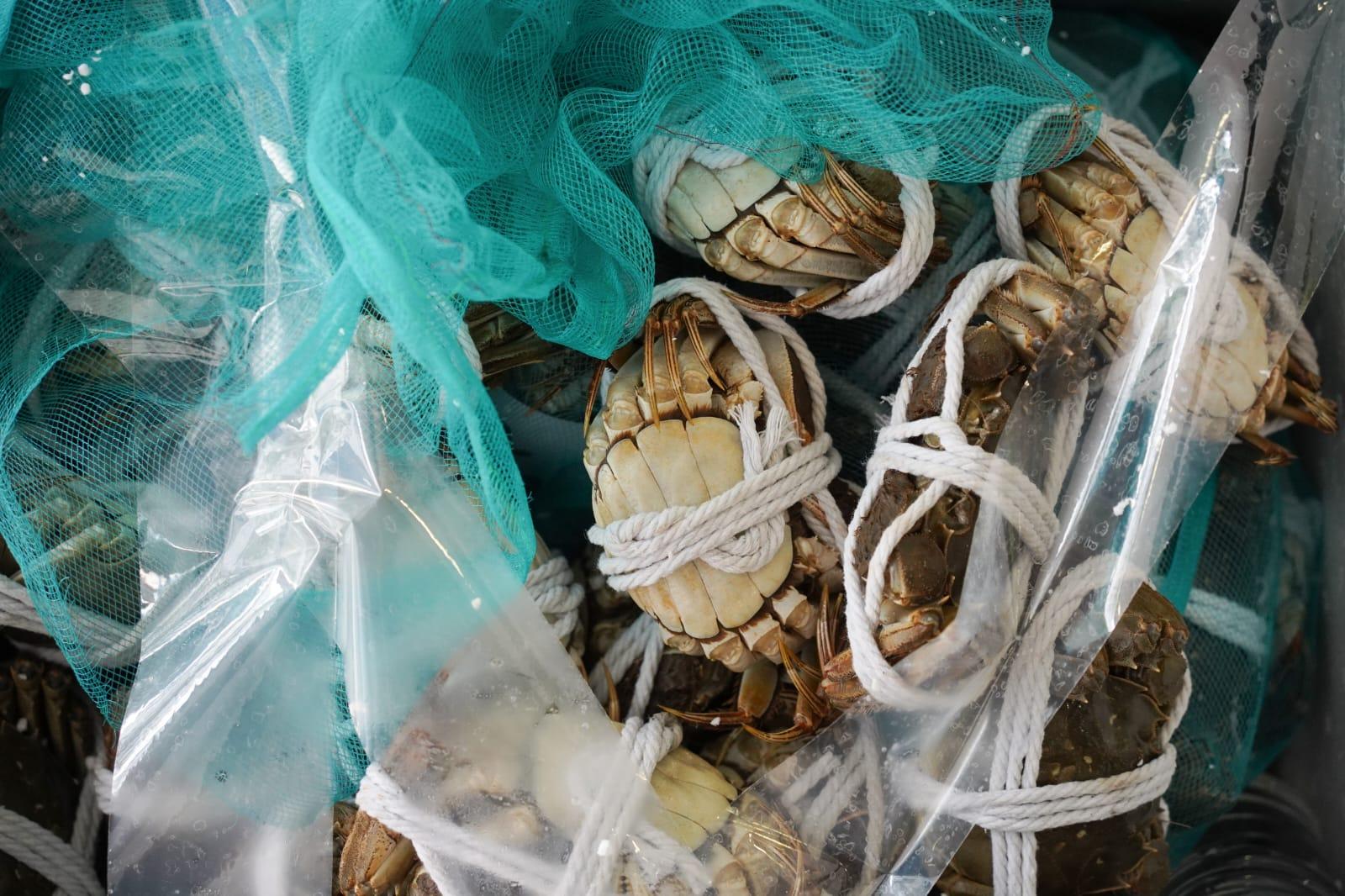 海關在行動中檢獲4.8萬隻走私大閘蟹。(李睿哲攝)