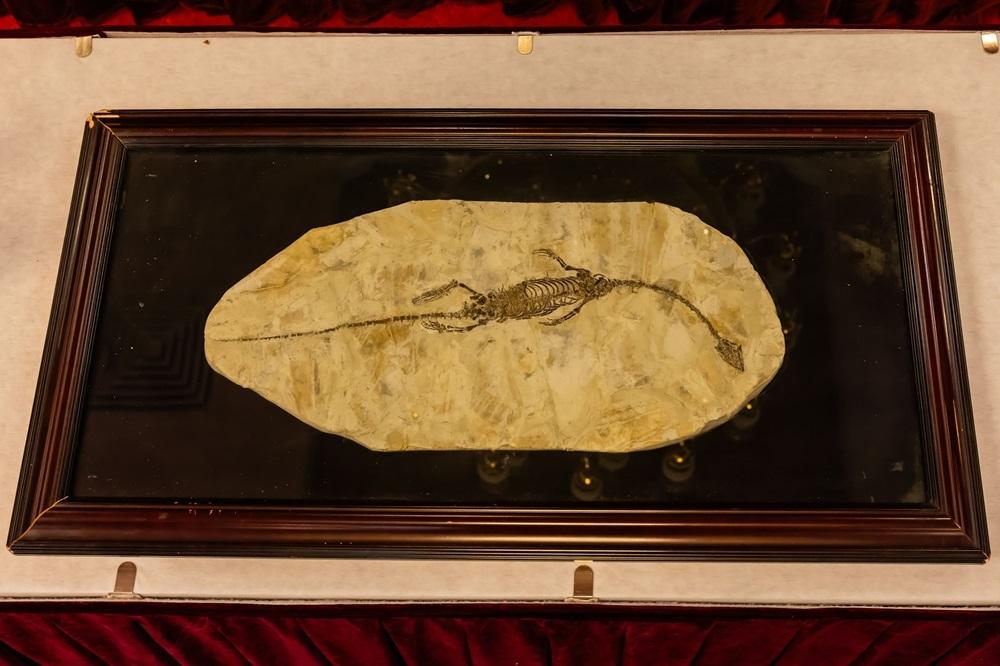 澳洲交還的恐龍化石。(新華社)