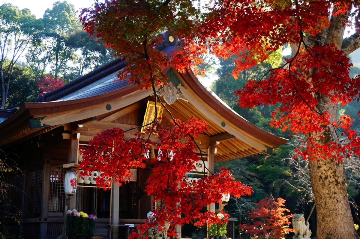 福岡紅葉景點|每年11月竈門神社會舉行紅葉祭,本殿會被赤色紅葉包圍。 (圖片來源:FB@寶滿宮竈門神社)