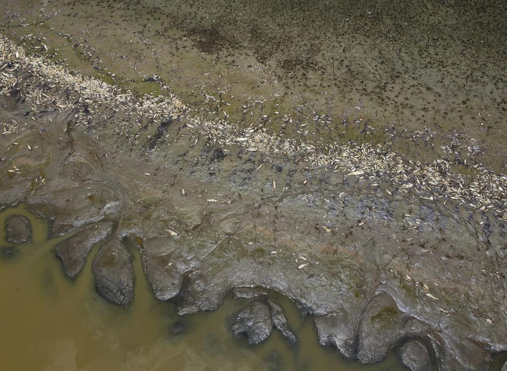 巴西亞馬遜地區Piranha湖大量魚類因乾旱死亡。(美聯社)