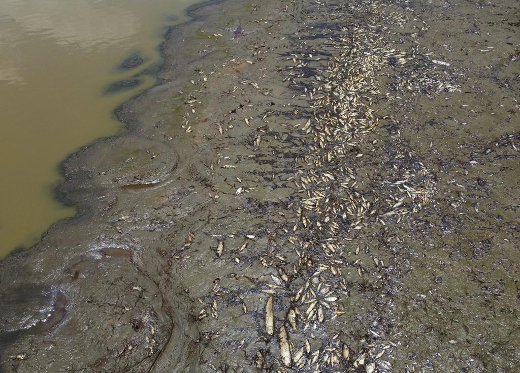 巴西亞馬遜地區Piranha湖大量魚類因乾旱死亡。 (美聯社)